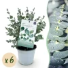 Outlet Exotisk hjärta - Eucalyptus Eucalyptus gunni Set om 6 - rustik 14cm kruka höjd 30cm Krukväxter Inomhus