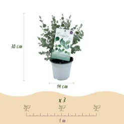 Outlet Exotisk hjärta - Eucalyptus Eucalyptus gunni Set om 6 - rustik 14cm kruka höjd 30cm Krukväxter Inomhus