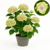 Exotisk hjärta - Hortensia - Hydrangea Magical Jewel Pink - 6-10 blommor - kruka 23cm