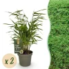 Best Exotisk hjärta Bambus - Fargesia rufa - Grön - Set med 2 krukor 14cm Höjd 35cm Trädgårdsväxter