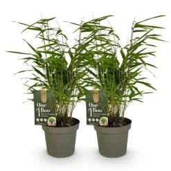 Best Exotisk hjärta Bambus - Fargesia rufa - Grön - Set med 2 krukor 14cm Höjd 35cm Trädgårdsväxter