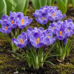 Exotisk hjärta blomstyr - Krokus Blå (30 stycken) diameter 7-8cm