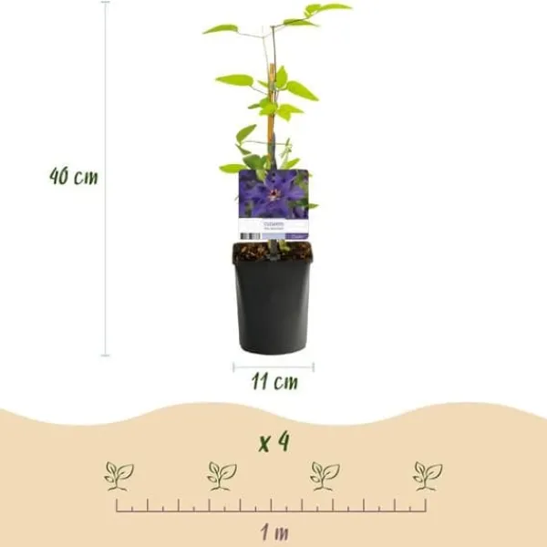 Exotisk hjärta Klätterväxter - Clematis The President - Set med 2 - Kruka 11cm