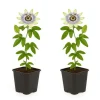 Exotisk Växt Grönvägg - Passionsblomma - Passiflora caerulea - Set om 2 - Kruka 11 cm