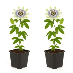 Exotisk Växt Grönvägg - Passionsblomma - Passiflora caerulea - Set om 2 - Kruka 11 cm