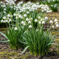 Best Exotiska blomsterlökar - Sommar Nodal Leucojum Aestivum - vit (20 stycken) diameter 8-9cm Fröer & Lökar