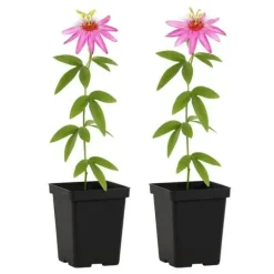 Exotiska Hjärta Klättrande Växter - Passionsblomma Passiflora Anastasia - Set om 2 - Kruka 11cm Krukväxter Inomhus