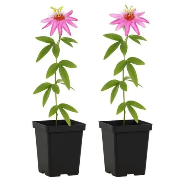 Exotiska Hjärta Klättrande Växter - Passionsblomma Passiflora Anastasia - Set om 2 - Kruka 11cm Krukväxter Inomhus