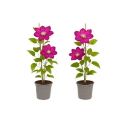 New Exotiskt hjärta - Klätterväxter - Clematis Ville de Lyon - Set om 2 - kruka 11cm Trädgårdsväxter