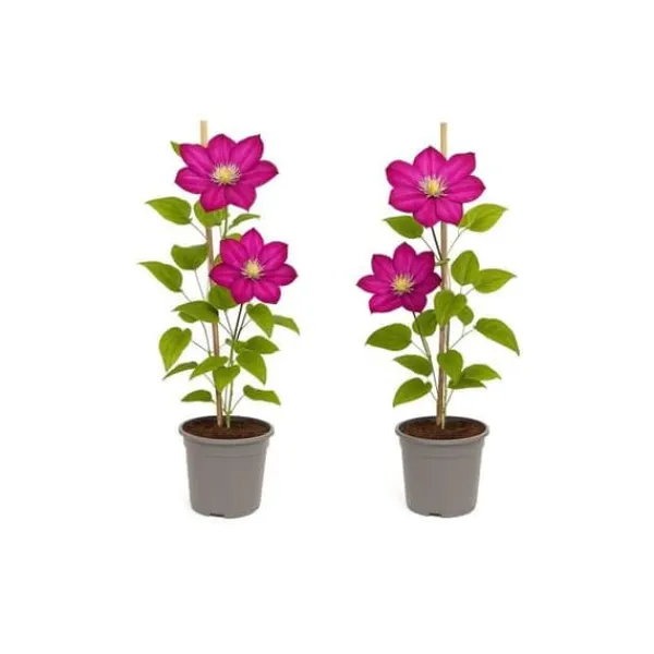 New Exotiskt hjärta - Klätterväxter - Clematis Ville de Lyon - Set om 2 - kruka 11cm Trädgårdsväxter