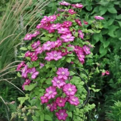 New Exotiskt hjärta - Klätterväxter - Clematis Ville de Lyon - Set om 2 - kruka 11cm Trädgårdsväxter