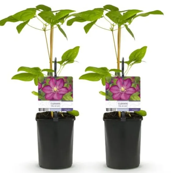 New Exotiskt hjärta - Klätterväxter - Clematis Ville de Lyon - Set om 2 - kruka 11cm Trädgårdsväxter