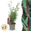 Exotiskt Hjärta Bambus - Fargesia Red Dragon - Röd - Set med 2 krukor 14cm Höjd 35cm
