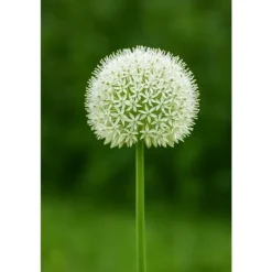 Outlet Exotiskt hjärta blomlökar - Prydnadsvitlök Allium White Giant (5 stycken) Blommor