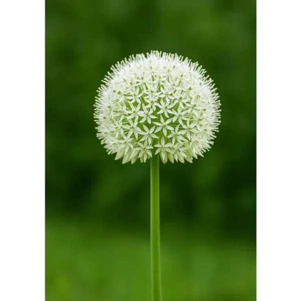 Outlet Exotiskt hjärta blomlökar - Prydnadsvitlök Allium White Giant (5 stycken) Blommor