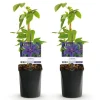 Exotiskt hjärta klängväxter - Clematis Mrs. N. Thompson - set om 2 - kruka 11cm