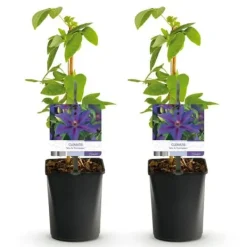 Exotiskt hjärta klängväxter - Clematis Mrs. N. Thompson - set om 2 - kruka 11cm