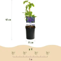 Exotiskt hjärta klängväxter - Clematis Mrs. N. Thompson - set om 2 - kruka 11cm