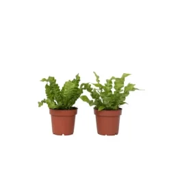 Outlet Fågelbobräken - Set om 2 - Asplenium nidus 'Crispy Wave' - Höjd 25-40cm - ⌀12cm Krukväxter Inomhus