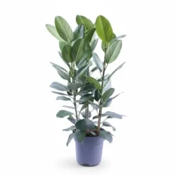Ficus Audrey Krukväxt med 3 Sticklingar Ø27 cm, Höjd ca 105 cm