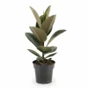 Ficus Elastica Gummiträd, Kruka Ø17 cm, Höjd ca 55 cm