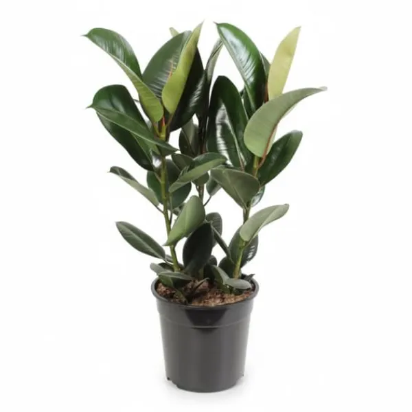 Ficus Elastica Robusta Krukväxt Ø27 cm, 85 cm Hög