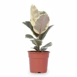 Discount Ficus Elastica 'Tineke' Krukväxt Ø17 cm, Höjd ca 50 cm Krukväxter Inomhus