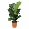 New Ficus Lyrata Krukväxt Ø17 cm, Höjd ca 75 cm - Trendig Inomhusväxt Krukväxter Inomhus