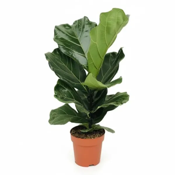 New Ficus Lyrata Krukväxt Ø17 cm, Höjd ca 75 cm - Trendig Inomhusväxt Krukväxter Inomhus