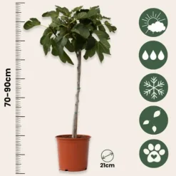Fikon - Set om 2 - Ficus Carica - Höjd 70-90cm - ⌀21cm