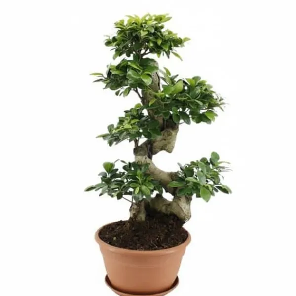 Sale Fikus Ginseng Ø27cm Höjd ca 70cm Krukväxter Inomhus