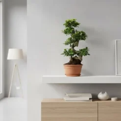Sale Fikus Ginseng Ø27cm Höjd ca 70cm Krukväxter Inomhus