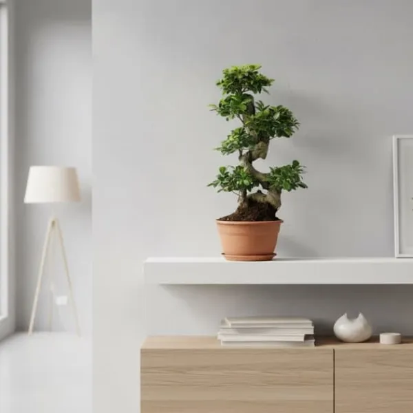 Sale Fikus Ginseng Ø27cm Höjd ca 70cm Krukväxter Inomhus