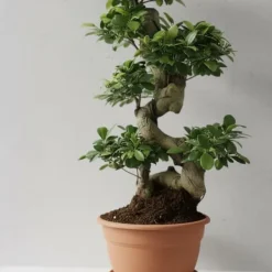 Sale Fikus Ginseng Ø27cm Höjd ca 70cm Krukväxter Inomhus