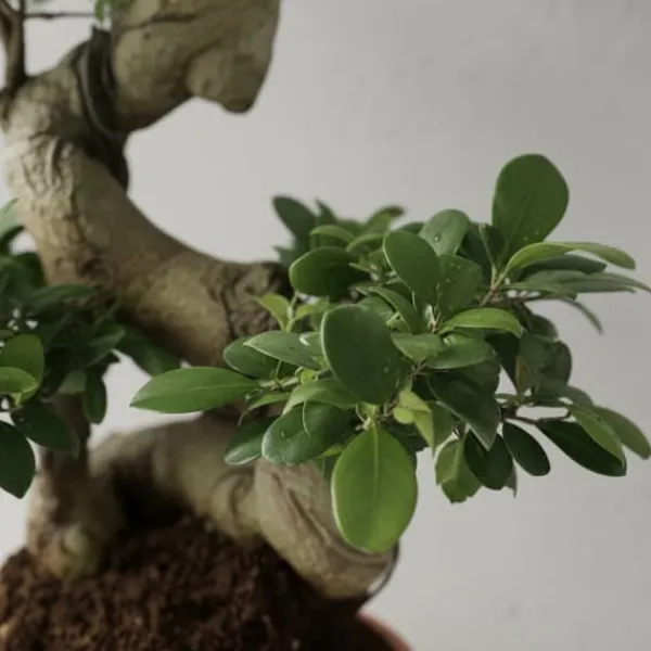 Sale Fikus Ginseng Ø27cm Höjd ca 70cm Krukväxter Inomhus
