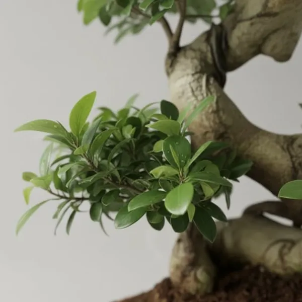 Sale Fikus Ginseng Ø27cm Höjd ca 70cm Krukväxter Inomhus