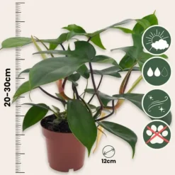 Filodendron - Philodendron 'Florida Green' - Höjd 20-30cm - ⌀12cm