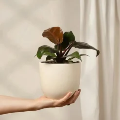Filodendron - Philodendron 'Imperial Red' - Höjd 50cm - ⌀19cm