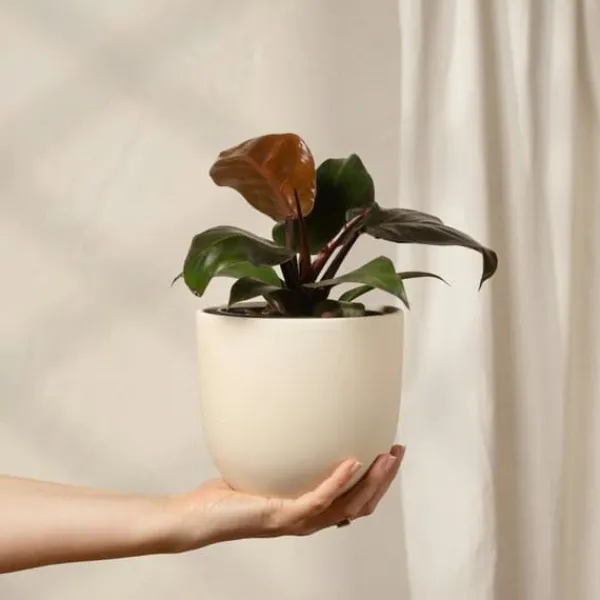 Filodendron - Philodendron 'Imperial Red' - Höjd 50cm - ⌀19cm