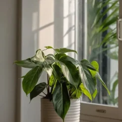 Hot Filodendron - Set om 2 - Philodendron 'Florida Green' - Höjd 20-30cm - ⌀12cm Krukväxter Inomhus