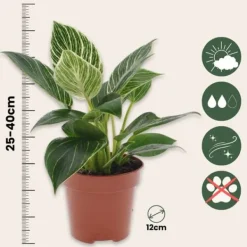 Clearance Filodendron - Set om 2 - Philodendron 'White Wave' - Höjd 25-40cm - ⌀12cm Krukväxter Inomhus