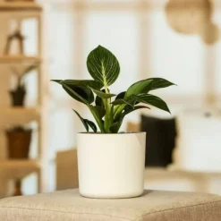 Clearance Filodendron - Set om 2 - Philodendron 'White Wave' - Höjd 25-40cm - ⌀12cm Krukväxter Inomhus