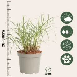 Best Fingergräs - 2 st - Panicum Virgatum 'Squaw' - Höjd 40-60cm - ⌀23cm Trädgårdsväxter
