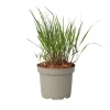 Best Fingergräs - Panicum Virgatum 'Squaw' - Höjd 40-60cm - ⌀23cm Krukväxter Inomhus