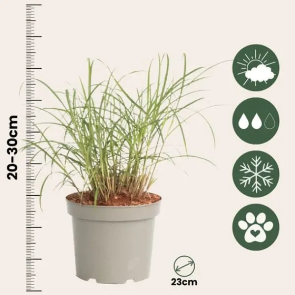 Best Fingergräs - Panicum Virgatum 'Squaw' - Höjd 40-60cm - ⌀23cm Krukväxter Inomhus