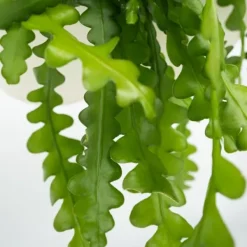 New Fiskben kaktus - Set om 2 - Epiphyllum 'Anguliger' - Höjd 30-40cm - ⌀15cm Krukväxter Inomhus