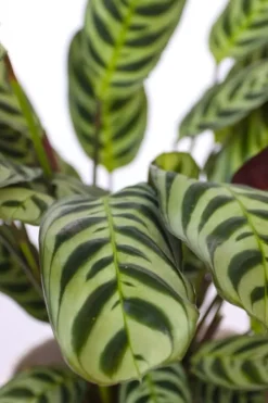 Outlet Fiskbensstenante - Ctenanthe 'burle-marxii' - Höjd 25-40cm - ⌀12cm Krukväxter Inomhus