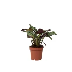 New Fiskbensstenante - Ctenanthe 'Amagris' - Höjd 20-30cm - ⌀12cm Krukväxter Inomhus