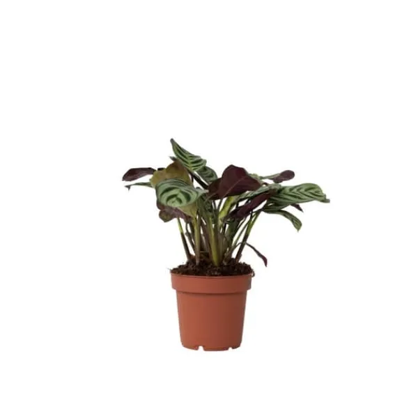New Fiskbensstenante - Ctenanthe 'Amagris' - Höjd 20-30cm - ⌀12cm Krukväxter Inomhus