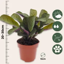 New Fiskbensstenante - Ctenanthe 'Amagris' - Höjd 20-30cm - ⌀12cm Krukväxter Inomhus